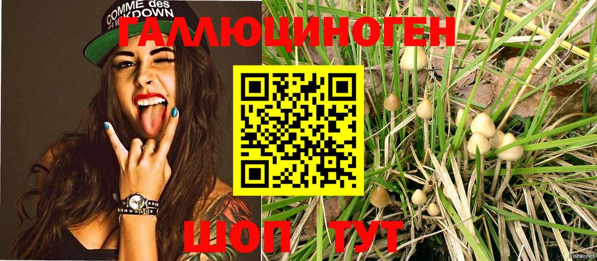Псилоцибиновые грибы Psilocybine cubensis Москва